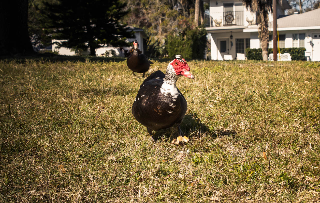 Camera Duck