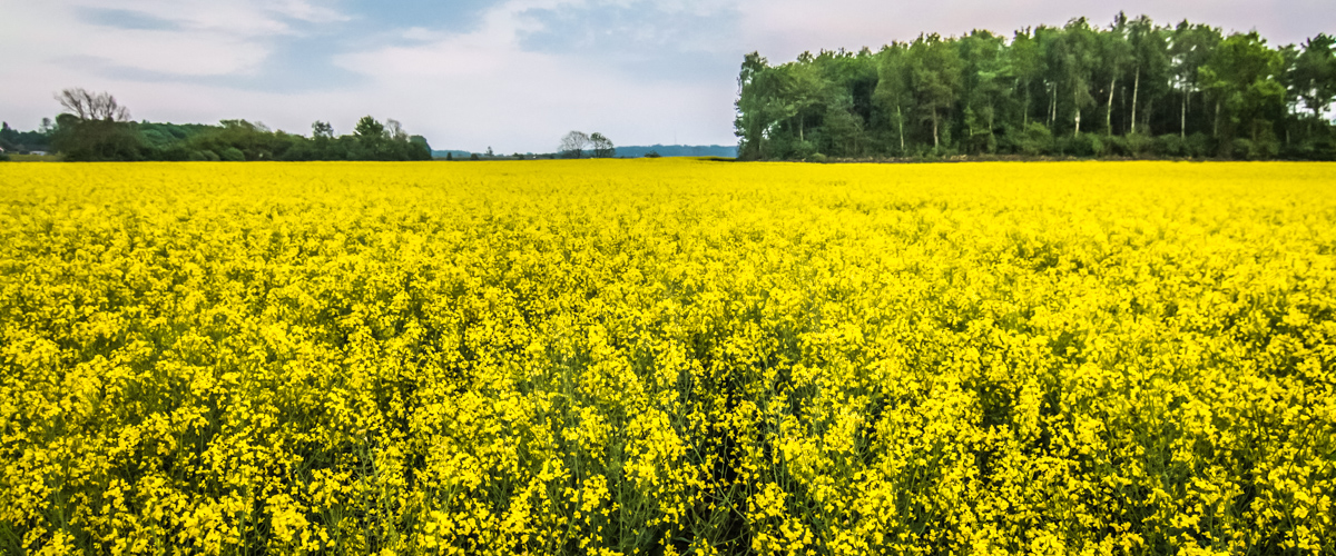 rapeseeds