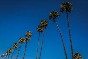 Read more about the article I have been Chasing Palm Trees for 12 years now.